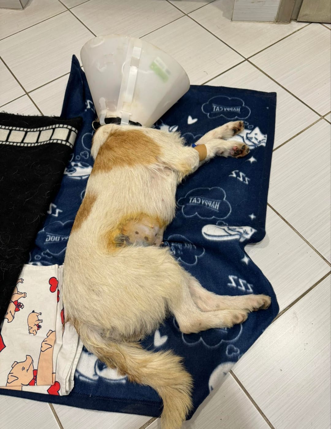 Mischlingshund im hellblauen medizinischen Schutzbody - Datei: Bogyo Bild.jpg